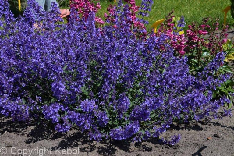Nepeta Junior Walker