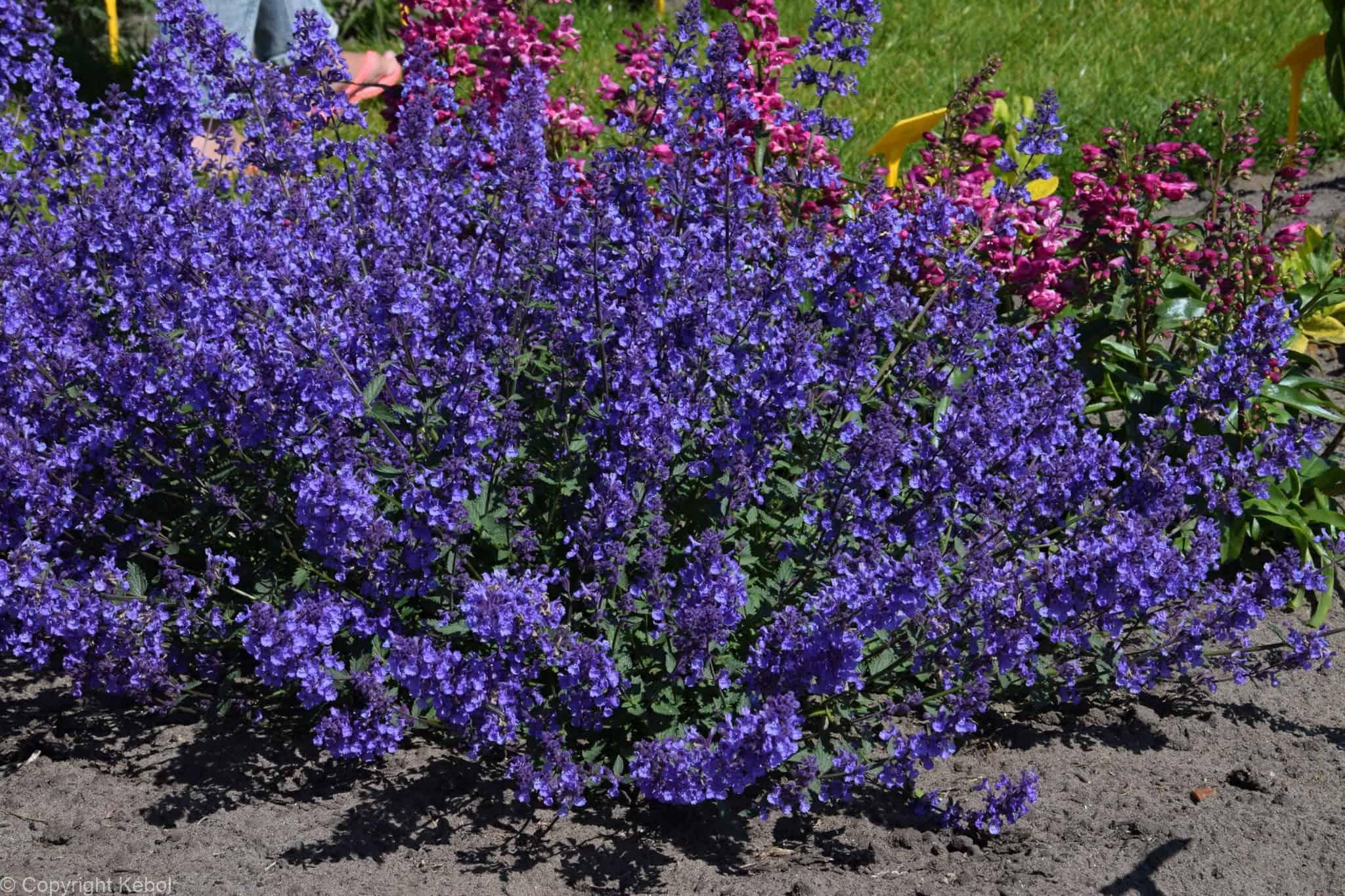 Nepeta Junior Walker