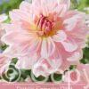 Dahlia Fairway Pilot