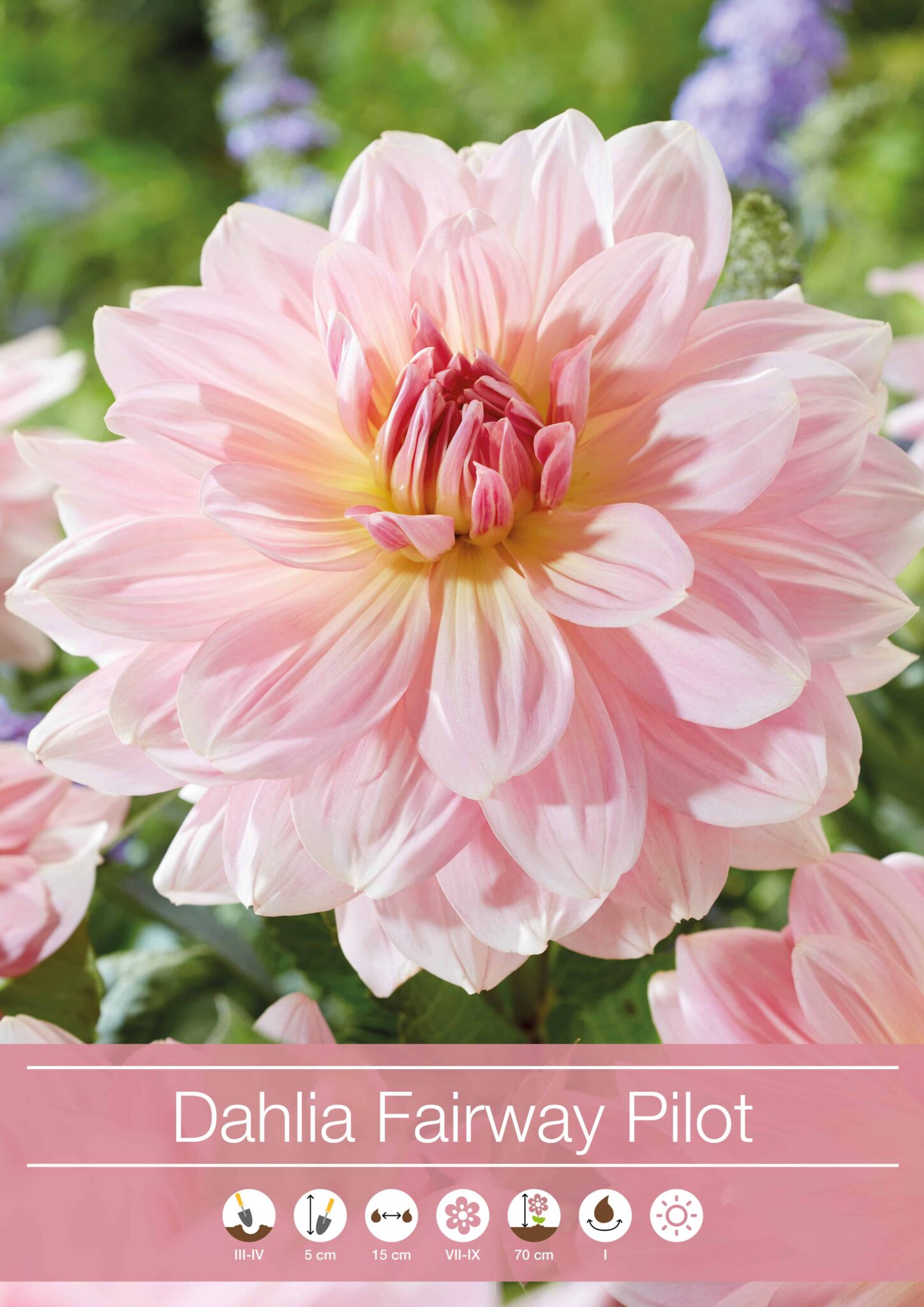 Dahlia Fairway Pilot
