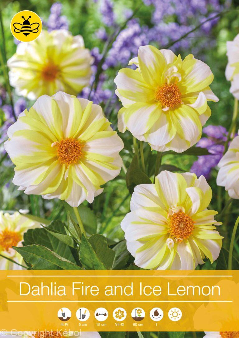 Dahlia Fire and Ice Lemon