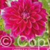 Dahlia Le Baron