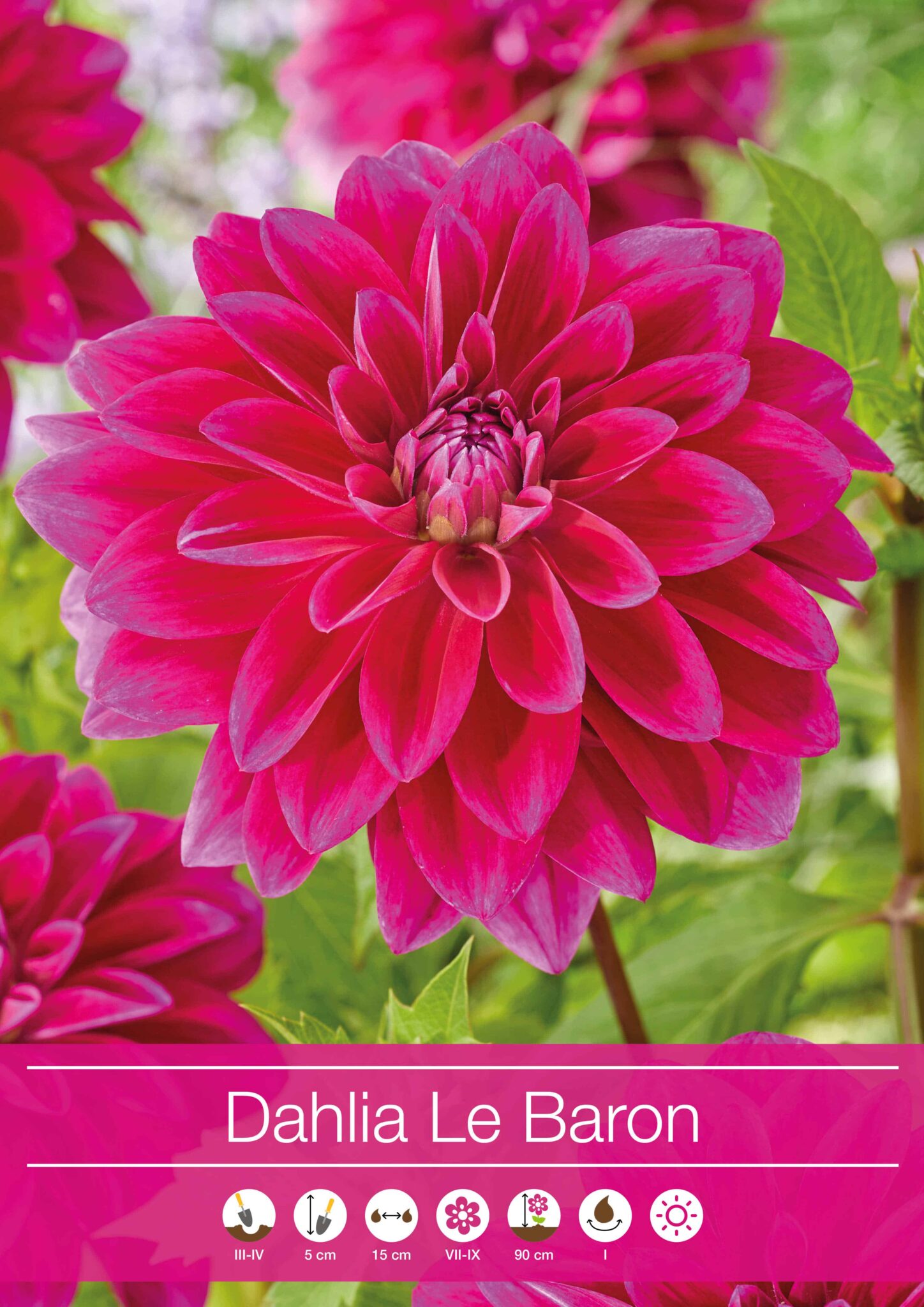 Dahlia Le Baron
