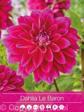 Dahlia Le Baron