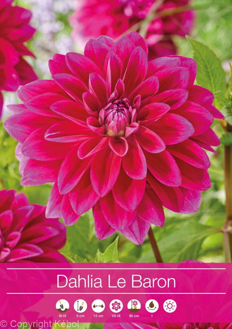 Dahlia Le Baron