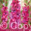 Gladiolus Lumierre