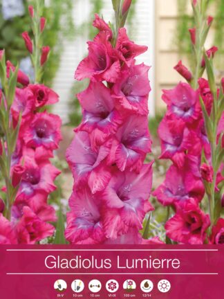 Gladiolus Lumierre