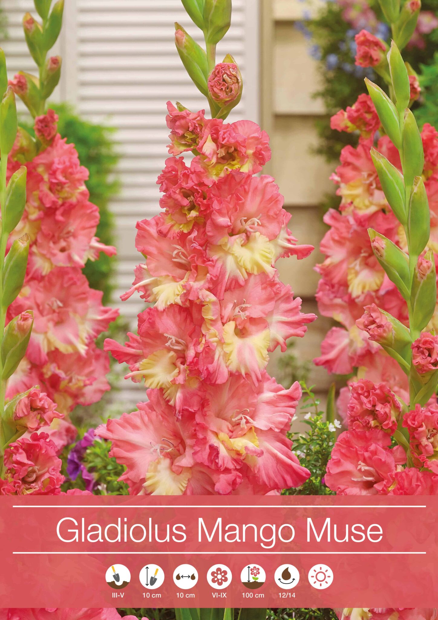 Gladiolus Mango Muse