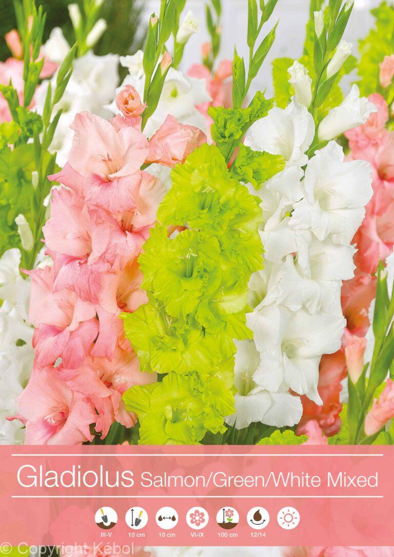 Gladiolus Salmon/Green/White Mixed
