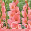 Gladiolus Sugar Babe