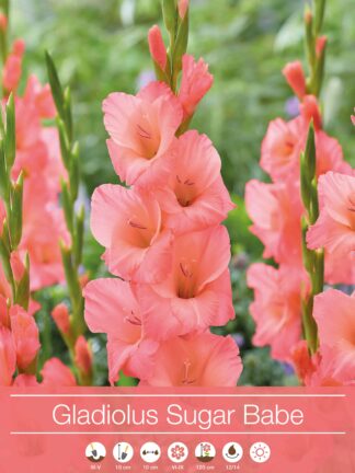 Gladiolus Sugar Babe