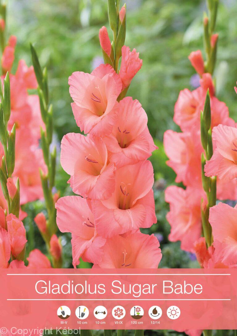 Gladiolus Sugar Babe
