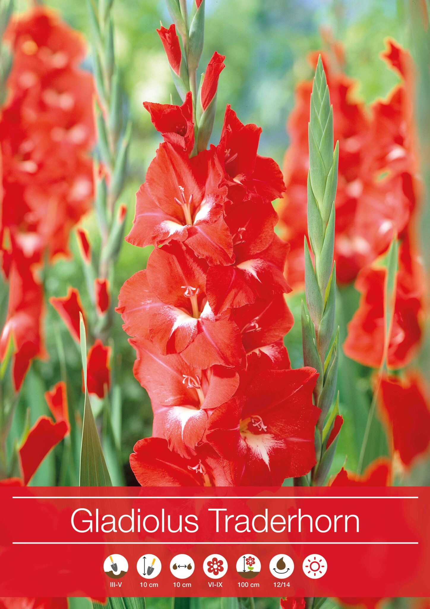 Gladiolus Traderhorn