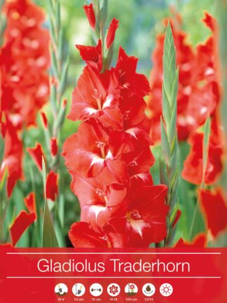 Gladiolus Traderhorn
