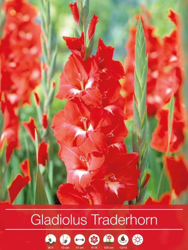 Gladiolus Traderhorn