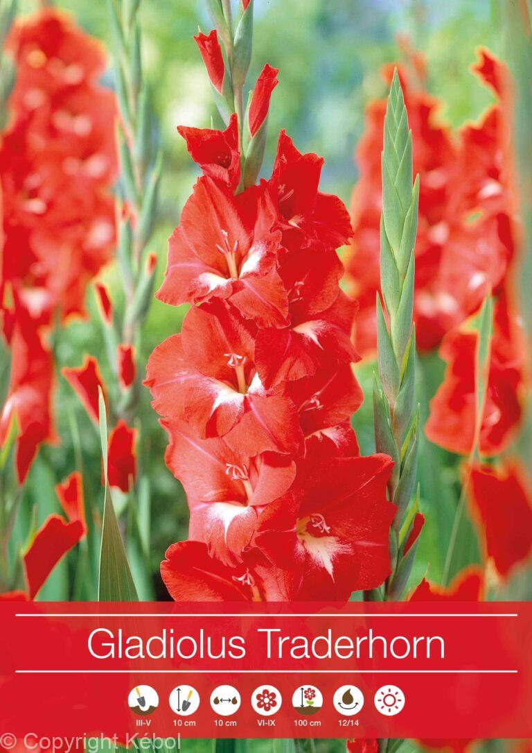 Gladiolus Traderhorn