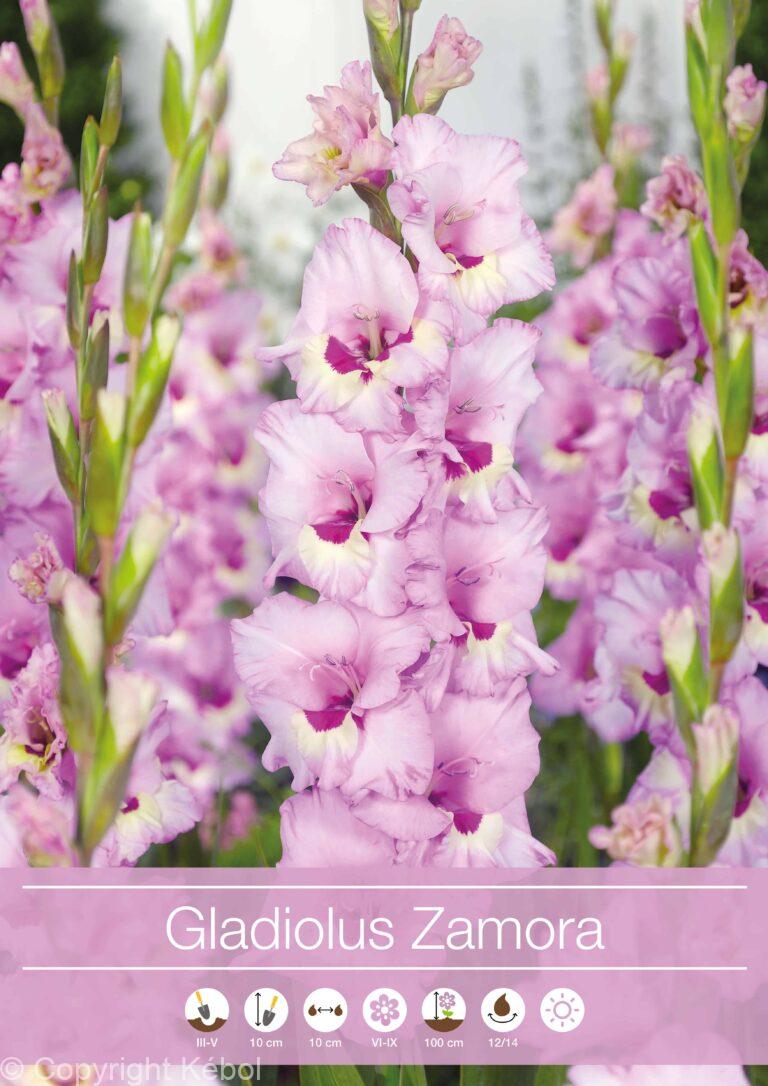 Gladiolus Zamora
