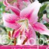 Lilium Anastasia