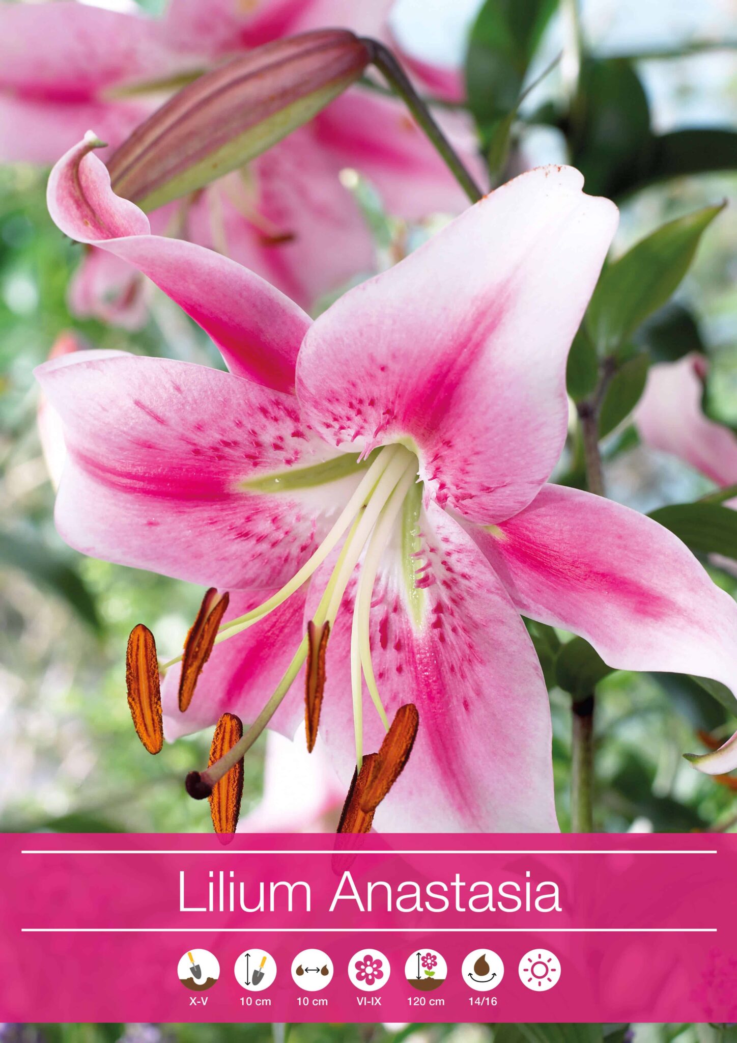 Lilium Anastasia