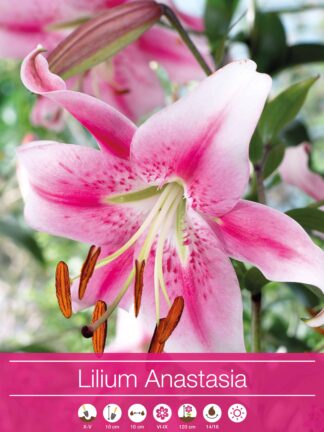 Lilium Anastasia