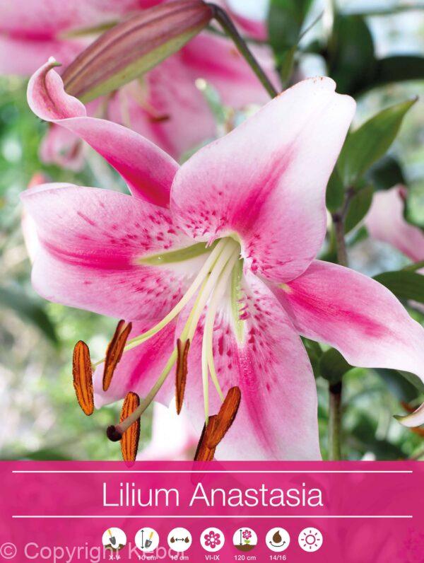 Lilium Anastasia