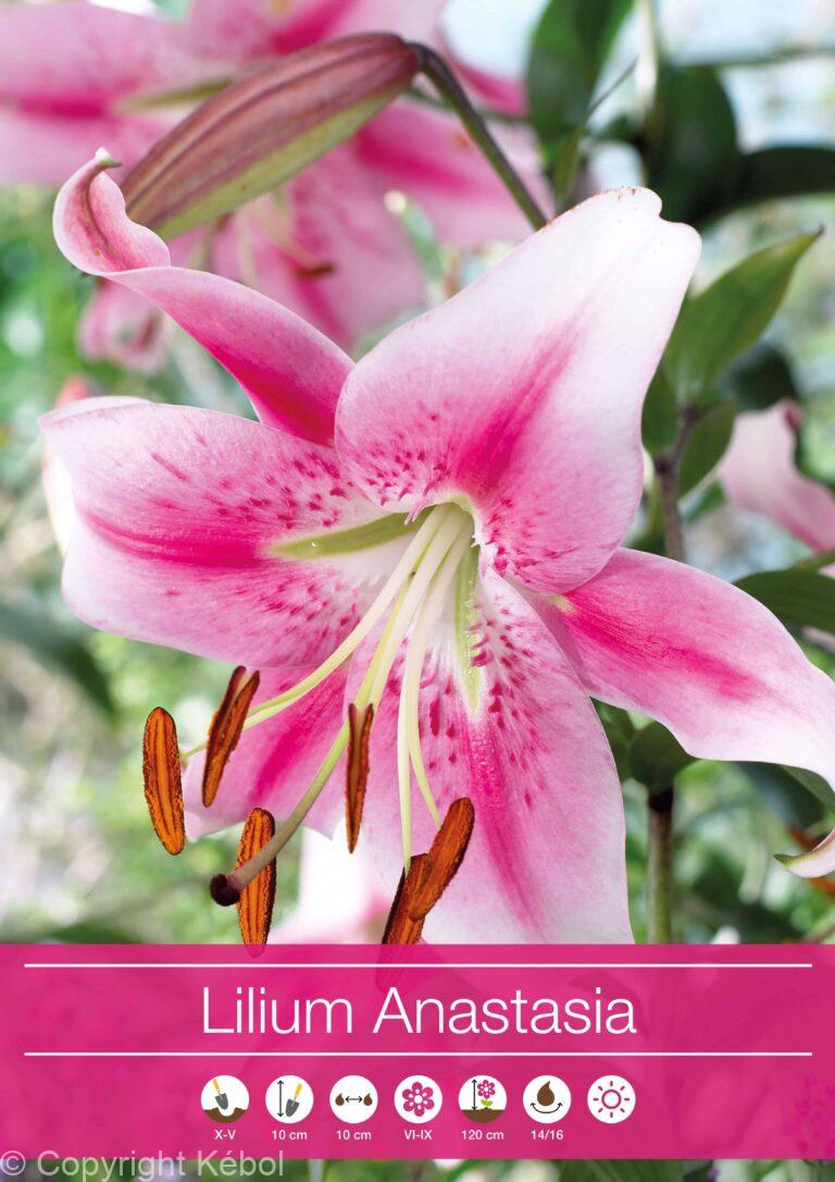 Lilium Anastasia