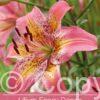 Lilium Fancy Dance