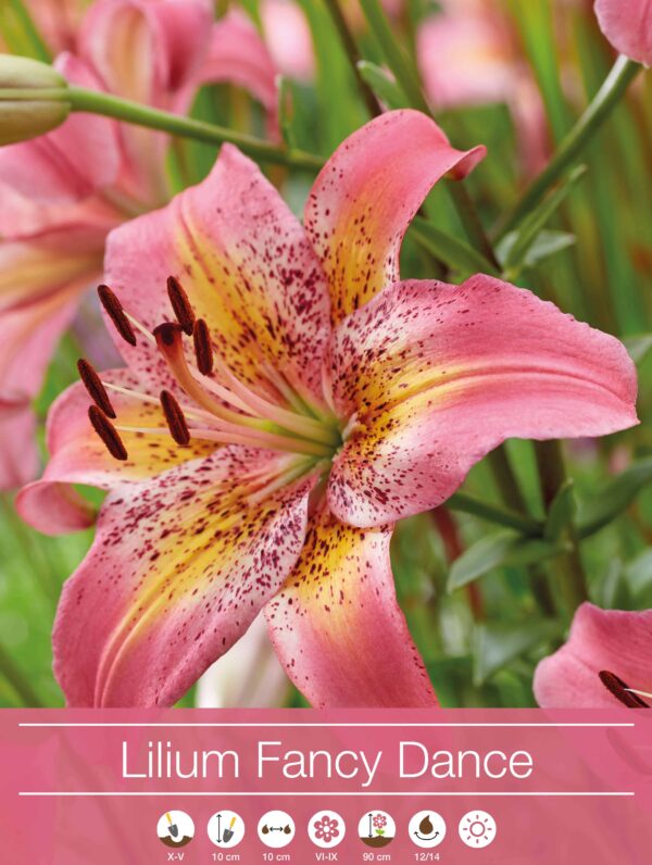 Lilium Fancy Dance