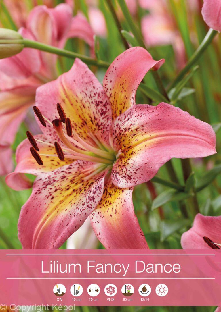 Lilium Fancy Dance