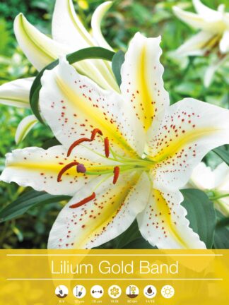 Lilium Gold Band