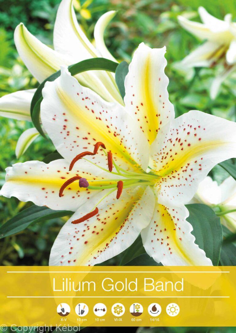 Lilium Gold Band