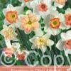 Narcissus pink Mixed