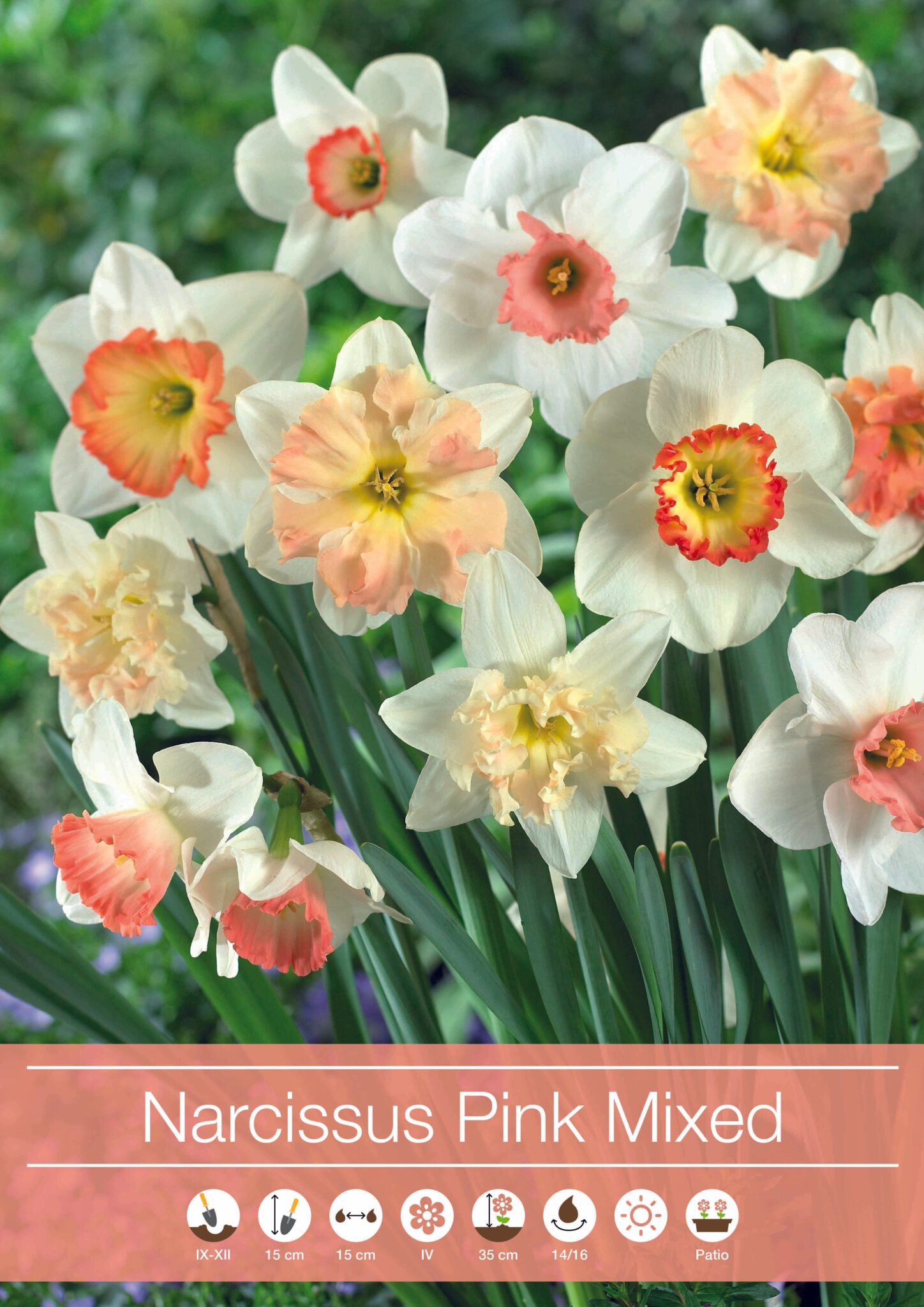 Narcissus pink Mixed