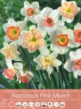 Narcissus pink Mixed