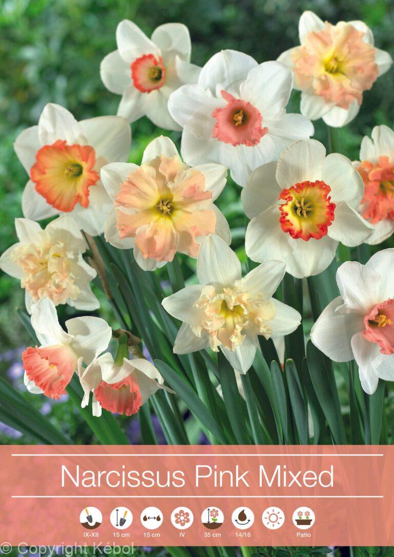 Narcissus pink Mixed