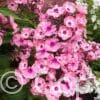 Phlox Larissa