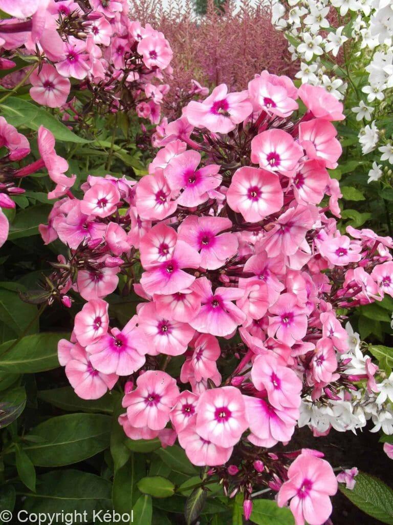 Phlox Larissa