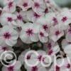 Phlox Mike's Favourite