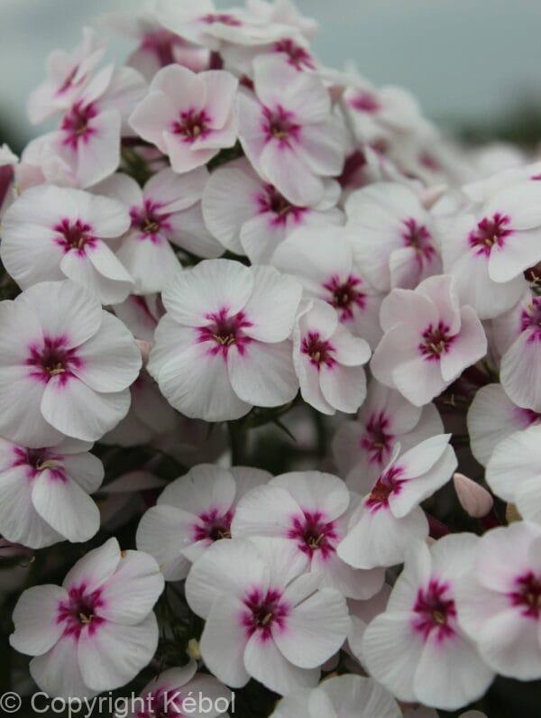 Phlox Mike's Favourite