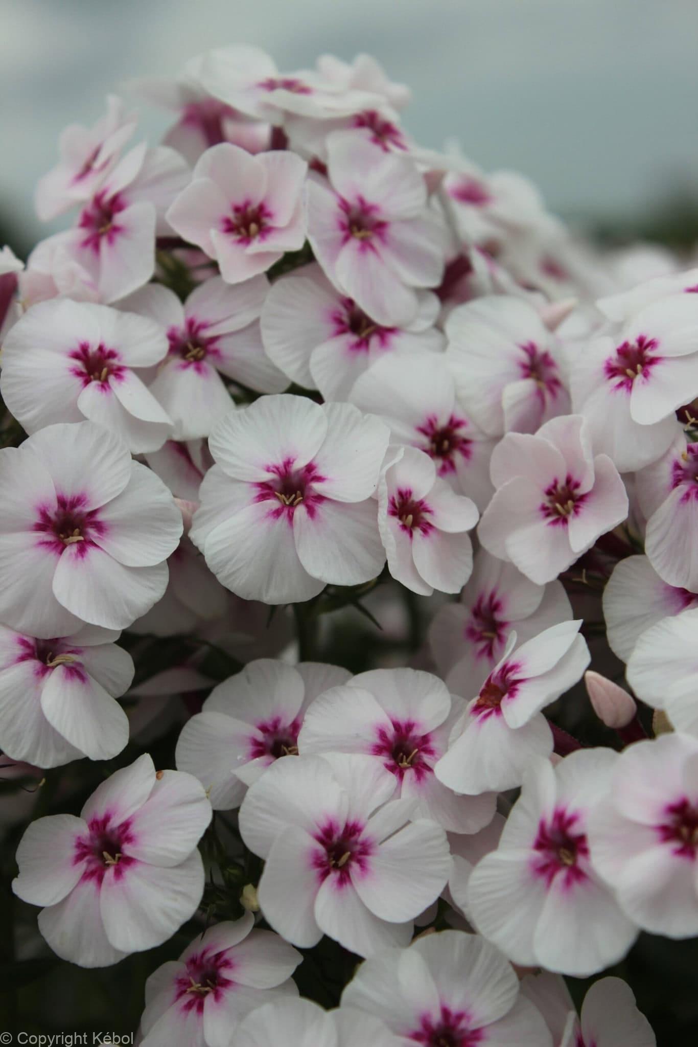 Phlox Mike's Favourite