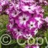 Phlox Modern Art