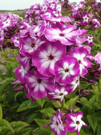 Phlox Modern Art - bag