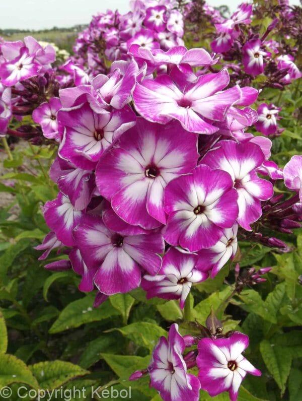 Phlox Modern Art