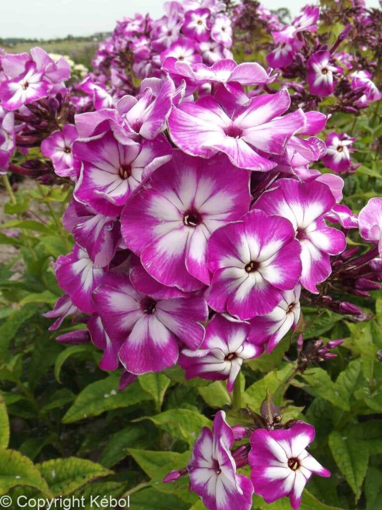 Phlox Modern Art