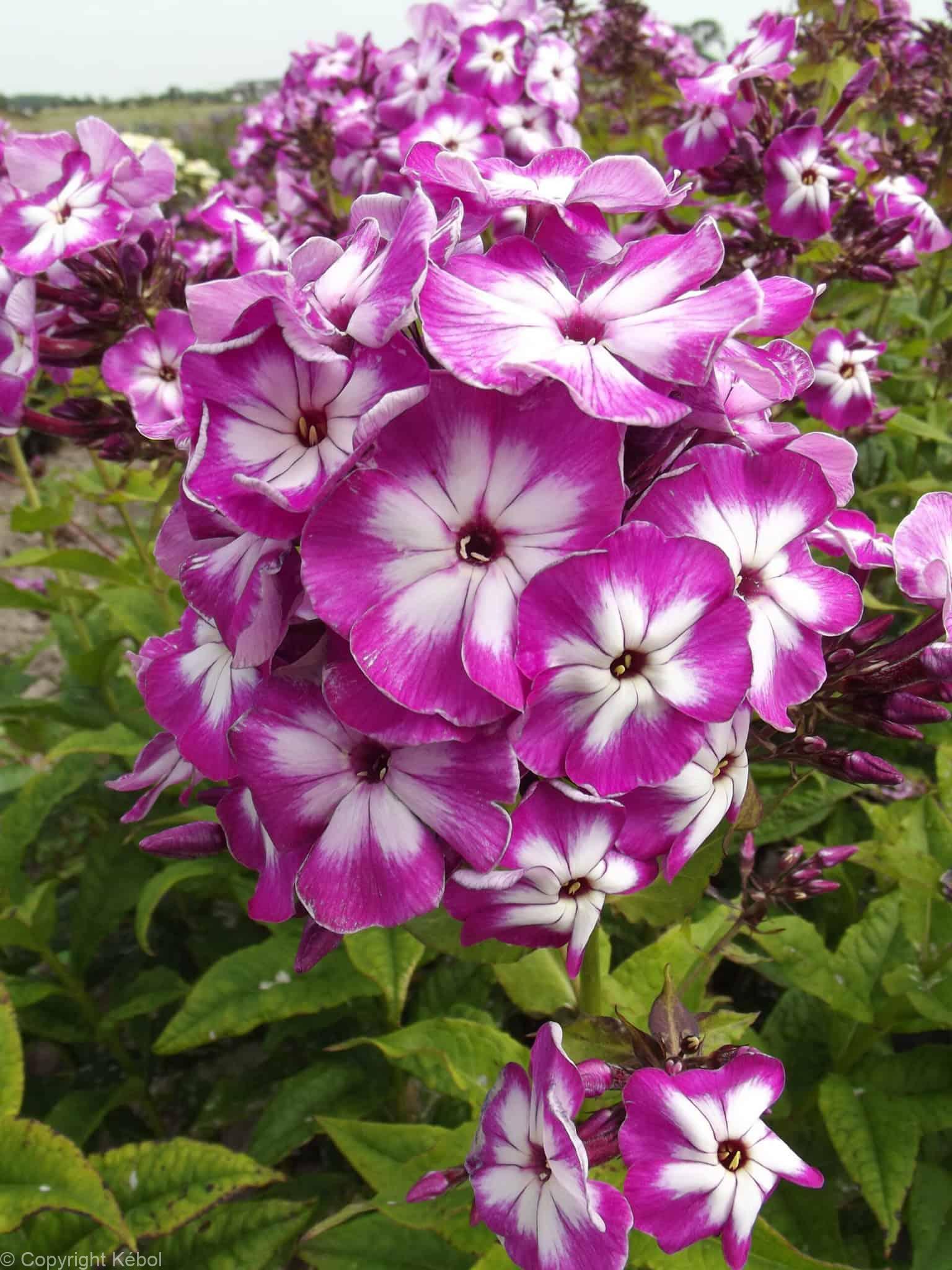 Phlox Modern Art