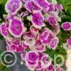 Phlox Orchid Yellow