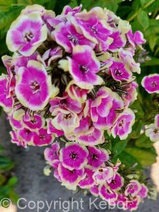 Phlox Orchid Yellow - case