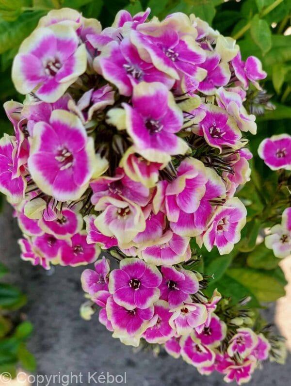 Phlox Orchid Yellow