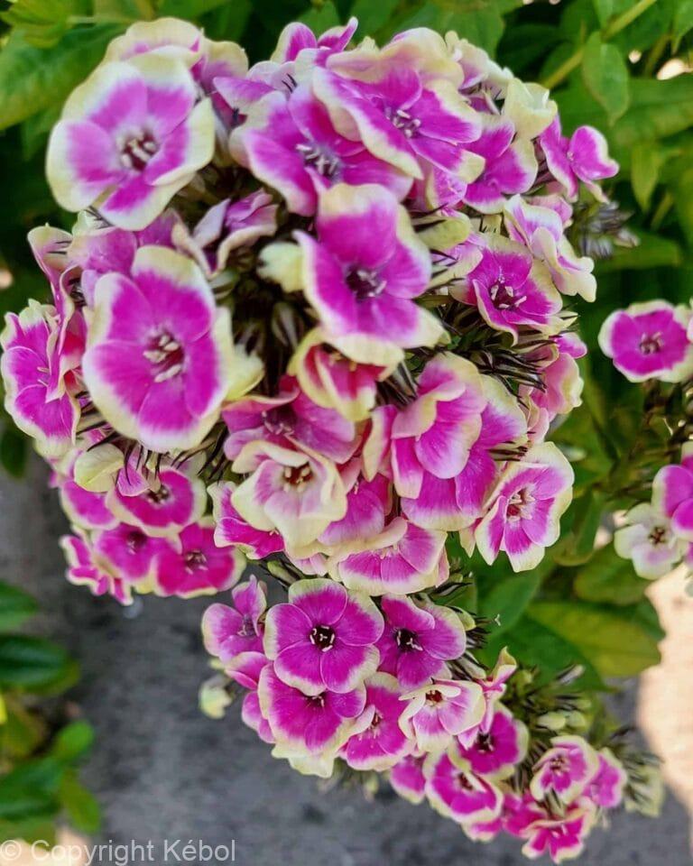 Phlox Orchid Yellow