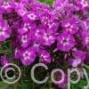 Phlox Purple Kiss